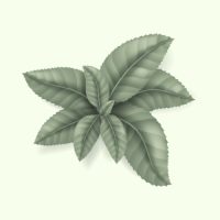 WhatsApp Image 2026-03-05 at 16.33.35